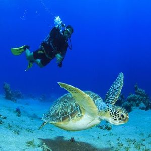 Diving in the Dominican Republic