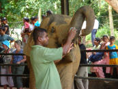Pinnawala Elephant Orphanage